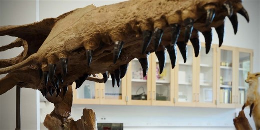 What Gives Fossilized Teeth Their Shiny Look?