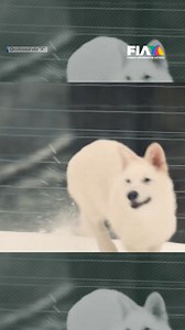 3.3M views · 61K reactions | ¡Otro gran paso para la humanidad! Después de más de 10 mil años, desextinguieron a ejemplares de lobos terribles, también conocidos como lobos gigantes. El regreso de estos animales genera un impresionante avance de la ingeniería genética. Esta hazaña fue llevada a cabo por la empresa estadounidense “Colossal Biosciences”. Renzo A. Chiquito nos cuenta | Azteca Noticias | Facebook