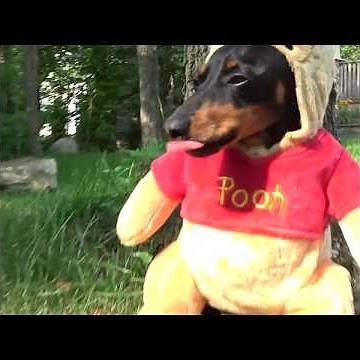 Crusoe as Winnie the Pooh Dog Costume - Cute Dachshund Video