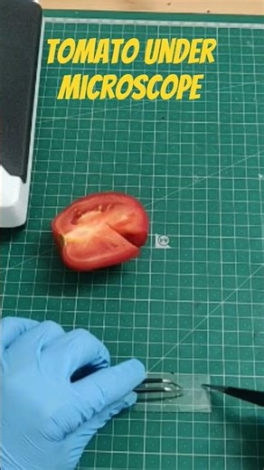 #microscope #science #biologyexperiment #microscopy