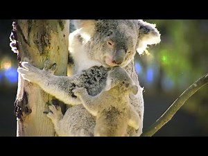 Koala Country: Survival in Australia's Changing Eucalyptus Forest | Wild Tales | Documentary