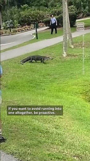 What to Do If an Alligator Chases You