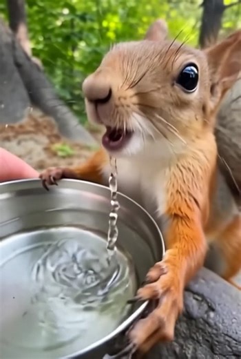 Funny squirrel drinking water | Soul Post