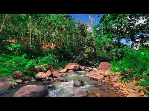 Escape into Nature’s Peace – Flowing Forest River & Soothing Water Sounds for Total Relaxation
