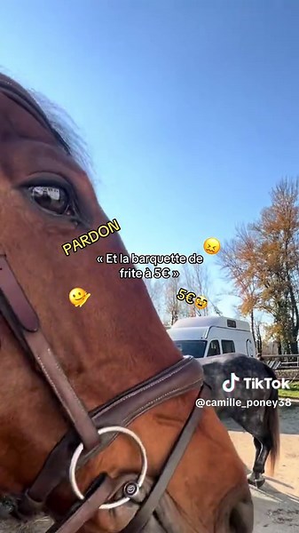 Équipements équestres : casque et autres indispensables