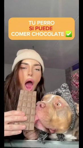 Chocolate seguro para perros: Receta y consejos para tus mascotas 🍫🐶