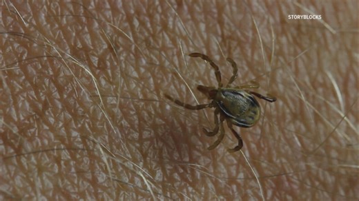 Tick Season | Here are some of the most common tick-borne illnesses and tips on how to avoid them