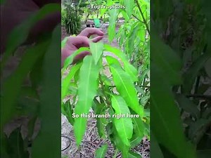 🥭Why tipping mango trees makes them fruiting machines (DIY Garden Tip) #mangotree