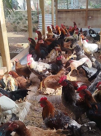 Peter Nak Ayam: The Rising Trend in Poultry Farming