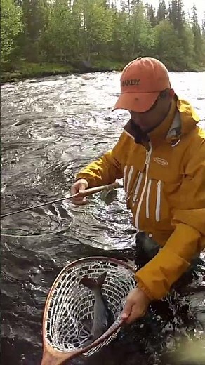 🤟XL-Äsche aus Nordschweden 🎣Fangen mit der Fliegenrute! #angeln #fishing #fliegenfischen