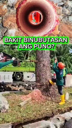 Tree balling or earth-balling #forest