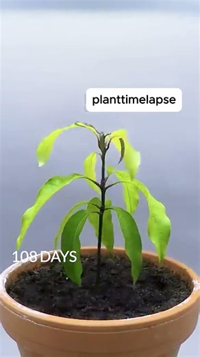 1 Year in 50 Seconds 🥭 Mango Tree Growth Timelapse | Seed to Plant # #timelapse #shorts #mangotree