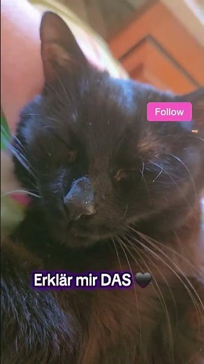 Sind schwarze Katzen wirklich kalt? 🖤😳Are black cats really cold? 🖤😳 #catshorts