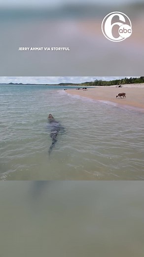 Close call: drone footage shows crocodile lurking near dog on beach #fyp #alligator #dog #beach