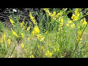 Capital Naturalist: Yellow Sweet Clover