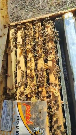 KIŞA HAZİR DURUMDA #bal #arı