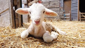 Utah Farmers get food directly to those that need It