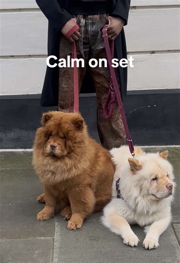 Chow Chow Temperament in Fashion Shoots