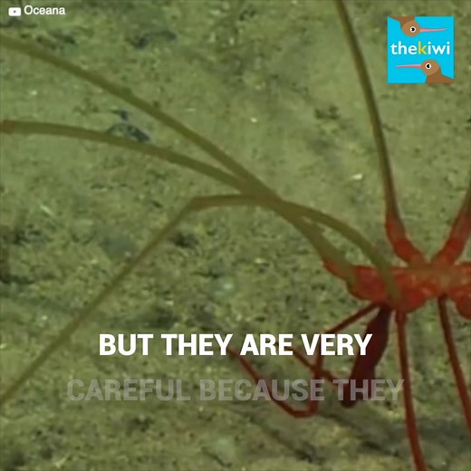 Deep under the sea, one of the strangest creatures has been recorded... Feared by many, these scientists never imagined it would stroll right in front of their submarine... without being able to recognize it. Subscribe for more content http://bit.ly/yt-thekiwi | The Kiwi