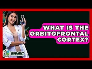 What Is The Orbitofrontal Cortex? - Biology For Everyone