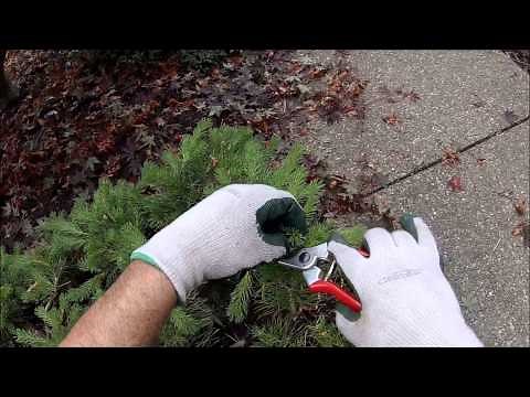 HOW TO: Prune a Pom-Pom Pine