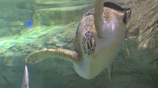 VIDEO: 'Tortellini' the sea turtle gets custom harness to help with swimming
