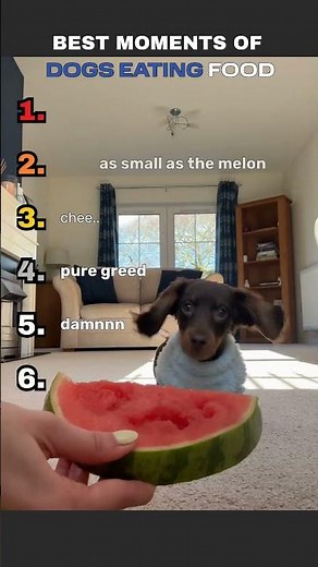 "These Dogs Eat Like NO ONE Else 😂🐾 (Top 6 Ranked)" #dogs #funnydogs #dogseating #dogranking