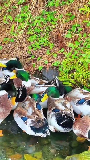 A duck herding session #nature