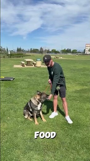 Dog Training in Orange County: The Yes Marker Moment