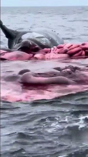 Whale Explosion Nature's Most Unexpected Phenomenon