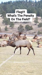 Elk herd on the field at school in Estes Park Colorado. #coloradoadventures #bullelk #wildlifevideos #reels #estespark #wildlife #colorado | Colorado Adventures