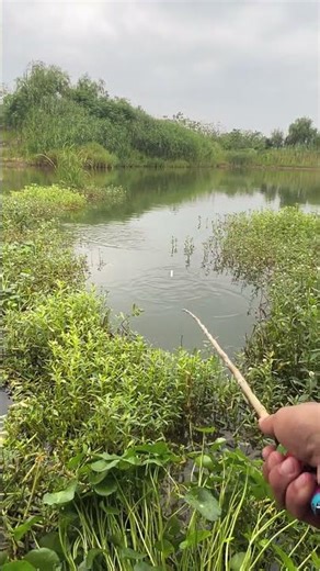 Fishing must be constantly restarted #Outdoor Wild #fishing #eelcatch #fishingequipment