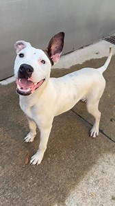 3.8K views · 299 reactions | Dippin’ Dots has some serious speed in...