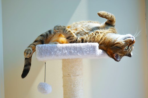 20 Surprising Cat Facts You’ve Never Heard