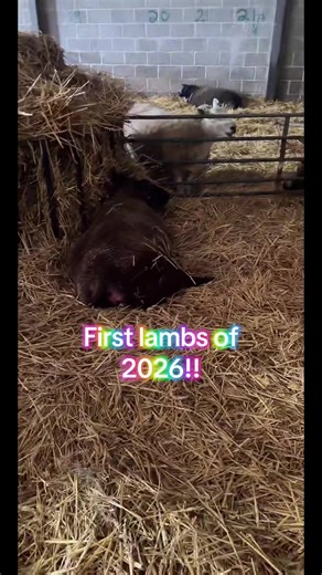 First Lambs of 2026: Educational Insights on Lambing