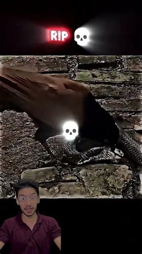 Coucal vs Cobra 😱🔥 | Unexpected Battle Between Bird and Snake! #wildlife #shorts