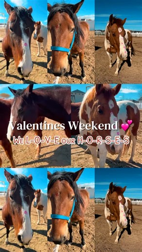 Gentle Control Hackamore on Instagram: "🐴💕🌹Don’t forget to stop and smell the horses! Sometimes the best moments are the simple ones. ~ Happy Trails #horselife #GCH #Stopandsmellthehorses #equestrianvibes #ValentinesDay"