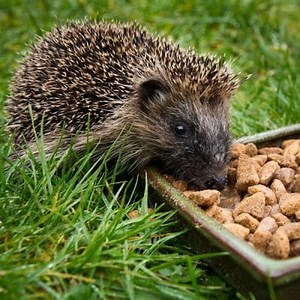 Do you know what hedgehogs eat? Find out here ▷➡️ Postposmo