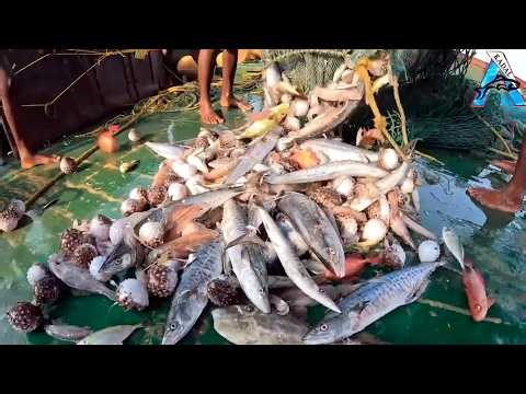 Crazy Ocean Mix 😲 | Mackerel + Squid + Puffer Catch | Full Net Surprise 🔥 | Mixed Fish & Squid Catch