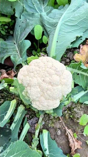 Amazing Cauliflower Cutting Skill — Fast, Clean, and Perfectly Precise 🥬🔪
