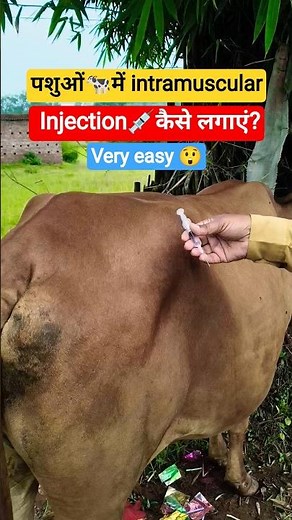 Give Cattle Their Shots Safely and Correctly!#cow #animals