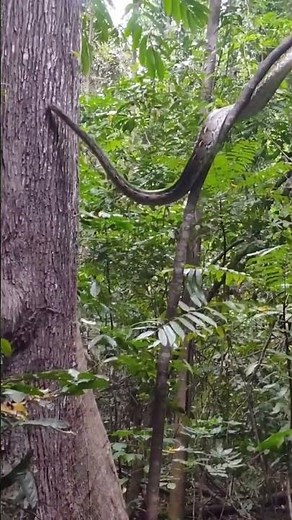 Monkeys Sound Alarm as Large Python Climbs Jungle Tree