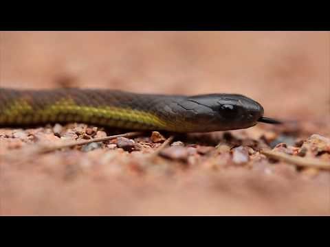 BABY TIGER SNAKES! | The Australian Reptile Park