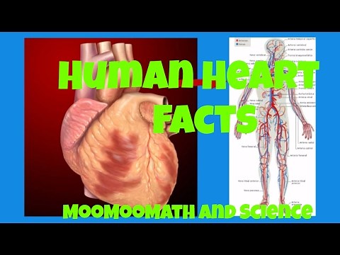 Heart Facts for beginners