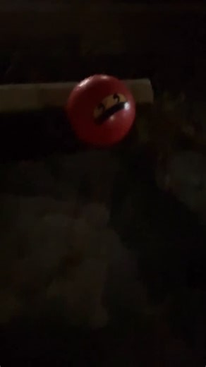 Husky saves us from alien 👽 Marble saved the world from alien (ball) invasion. You're welcome! 🤣 #alien #ball #aliens #alieninvasion #pokemon #streetfinds #night #nightwalk #walk #walkies #dog #dogs #marble #myboymarble #marblehusky #instadog #dogsofinstagram | MyboyMarble