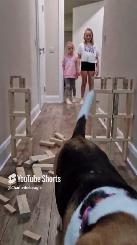 Different beagles tackle obstacle courses with hilarious results