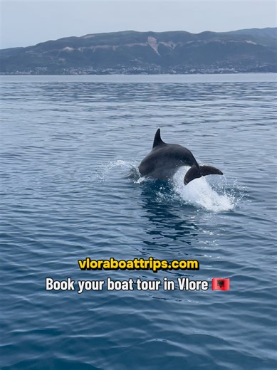 Join our boat tour in Vlorë and you might be lucky enough to see dolphins along the way 🐬😍 #vlore #albania #boattrip #dolphin #dolphinshow