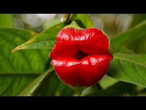 10 Rarest Flowers In The World
