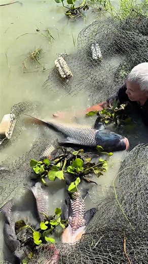 Bắt bầy cá hô khủng nhìn đã quá #fishing