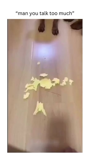 Snitching gets stitches🤣 - 🥰 - #bordercollie #borderterrier #borzoi #bostonterrier #bouvierdesflandres #boxer #briard #brittany #brusselsgriffon #bullterrier #bulldog #bullmastiff #cairnterrier #canaandog #canecorso #cardiganwelshcorgi #cavalierkingcharlesspaniel #chesapeakebayretriever #chihuahua #chinesecrested #chinesesharpei #chowchow #clumberspaniel #cockapoo #collie #coonhound #corgi #beagleagent